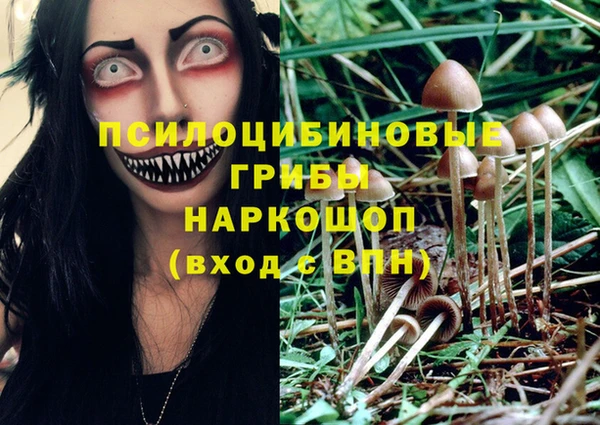 прущие грибы Бронницы